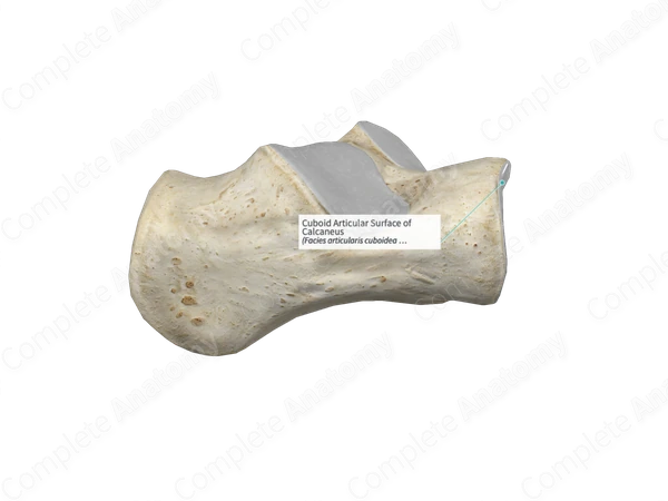 Cuboid Articular Surface of Calcaneus 