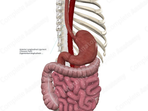 Anterior Longitudinal Ligament (Thoracic Part)