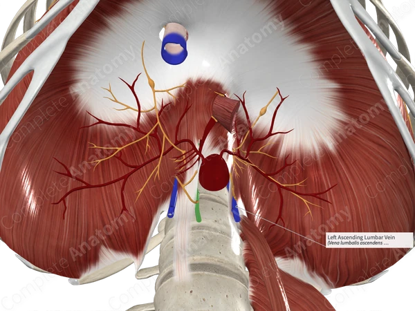 Left Ascending Lumbar Vein