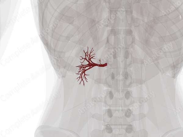 Arteries of Kidney (Left)