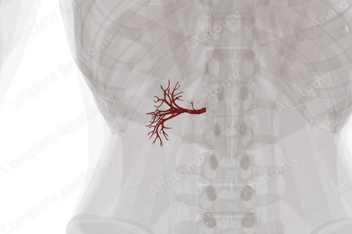 Arteries of Kidney (Left)