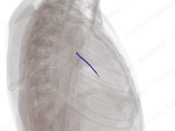 Pulmonary Arteries of Middle Lobe of Right Lung
