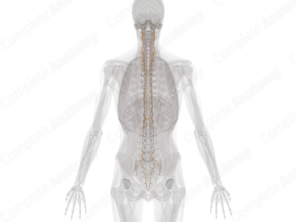 Thoracolumbar Part of Autonomic Division