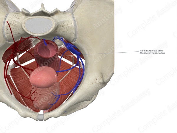 Middle Anorectal Veins 