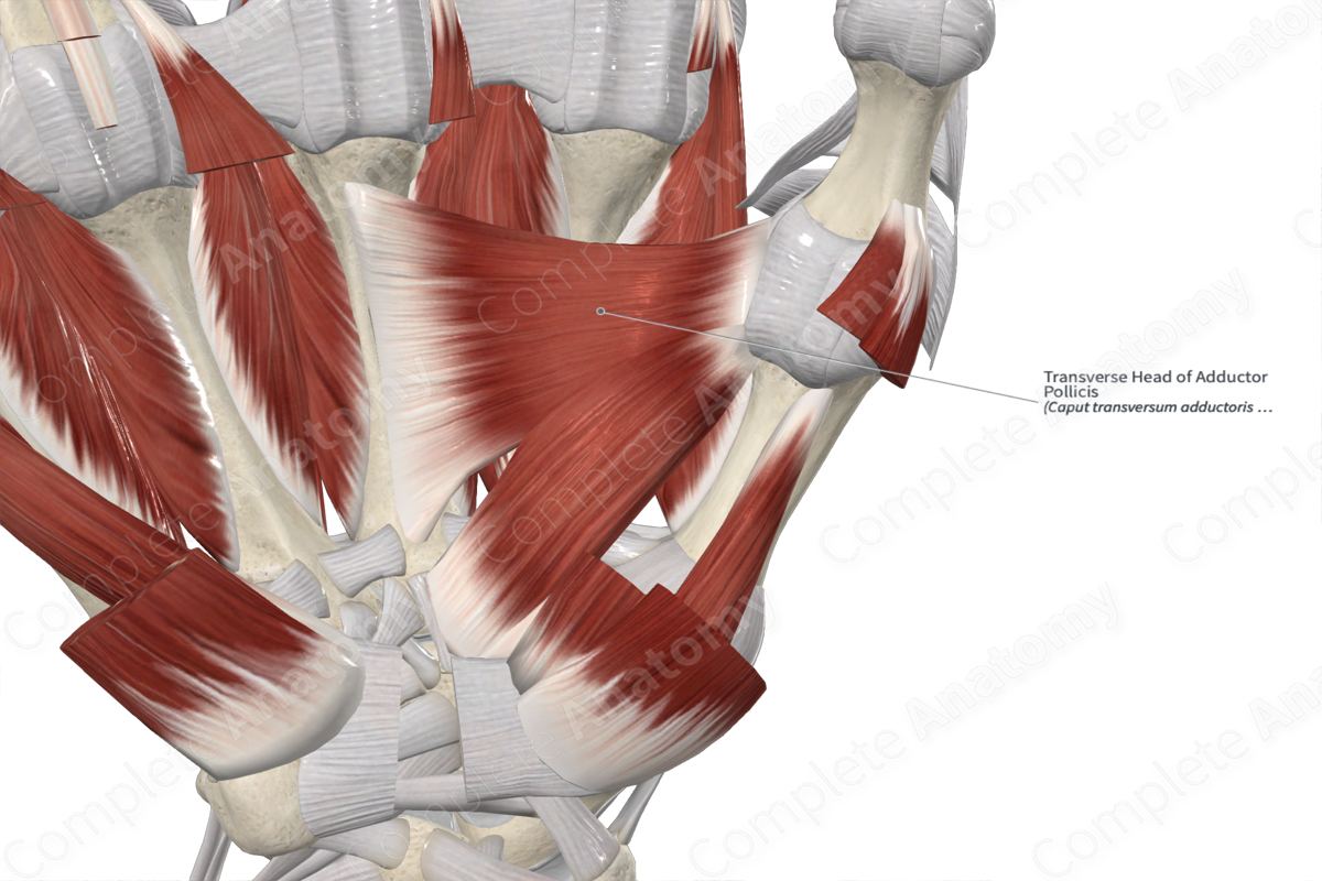 Transverse Head of Adductor Pollicis 
