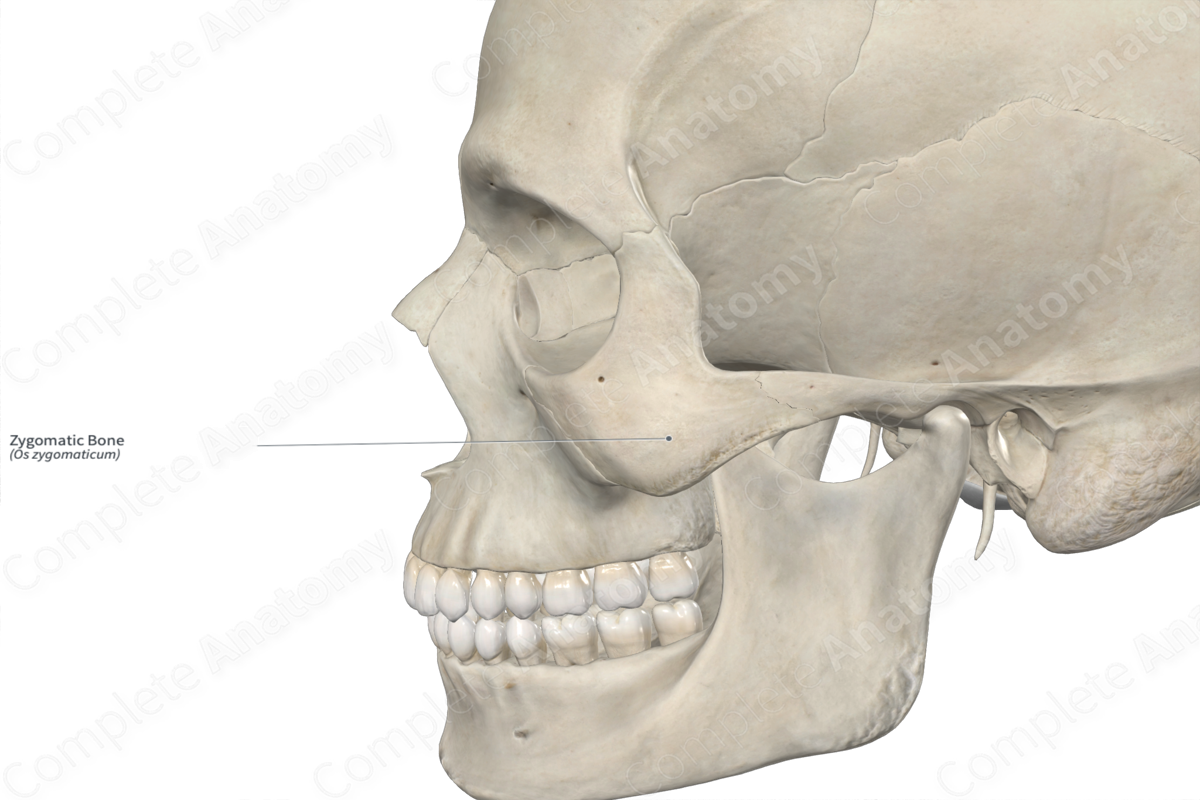 Zygomatic Bone 