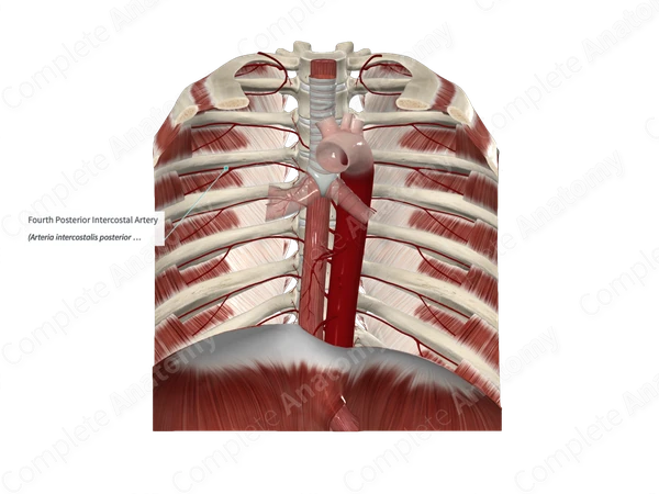 Fourth Posterior Intercostal Artery 