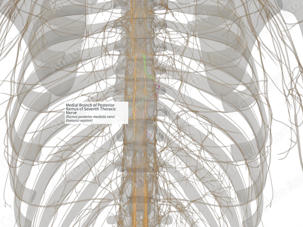 Medial Branch of Posterior Ramus of Seventh Thoracic Nerve (Right)