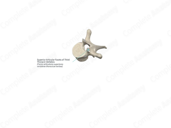 Superior Articular Facets of Third Thoracic Vertebra