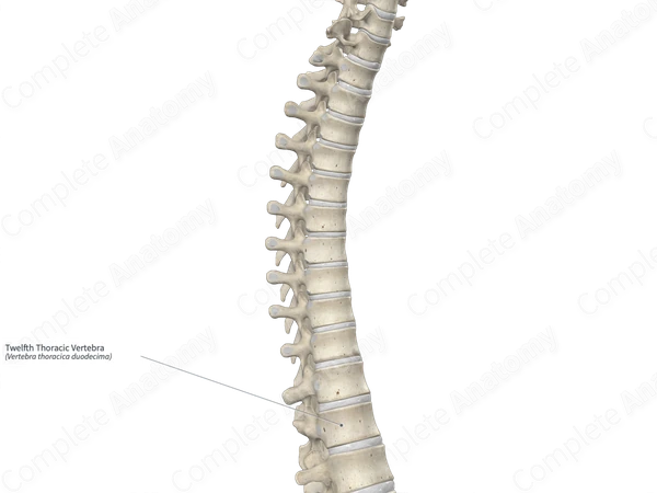 Twelfth Thoracic Vertebra