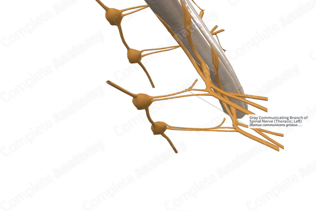 Gray Communicating Branch of Spinal Nerve (Thoracic; Left)