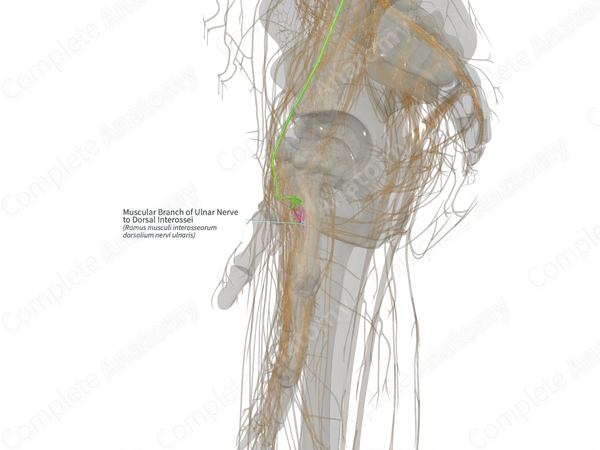 Muscular Branch of Ulnar Nerve to Dorsal Interossei (Left)