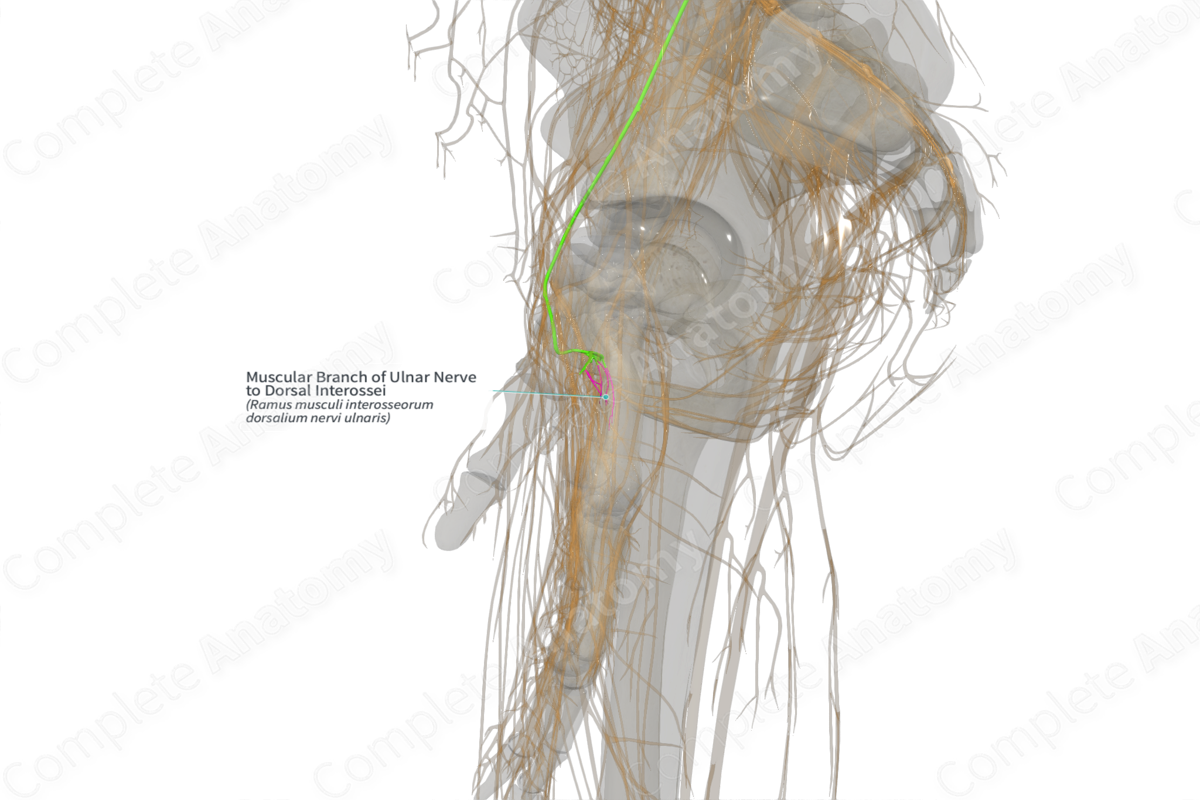 Muscular Branch of Ulnar Nerve to Dorsal Interossei (Left)