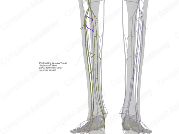 Perforating Veins of Small Saphenous Vein (Right)