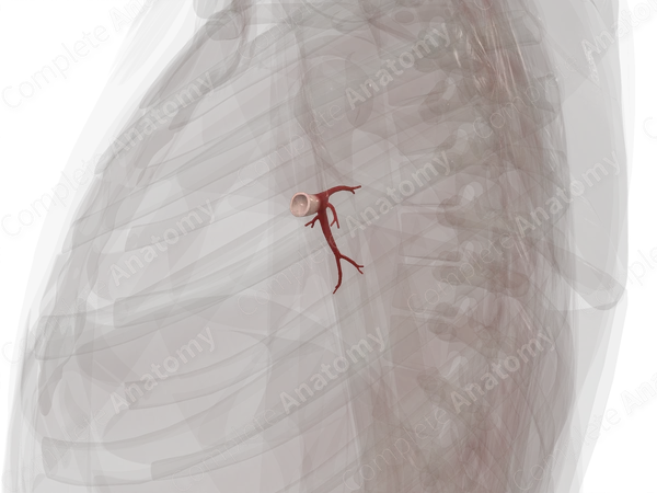 Pulmonary Veins of Inferior Lobe of Right Lung