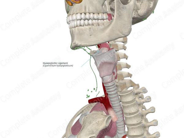 Hyoepiglottic Ligament