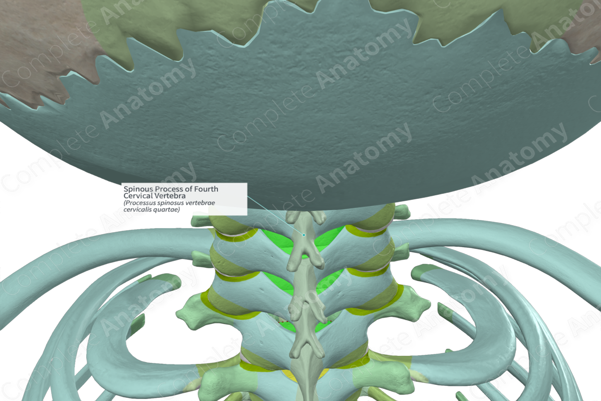 Spinous Process of Fourth Cervical Vertebra