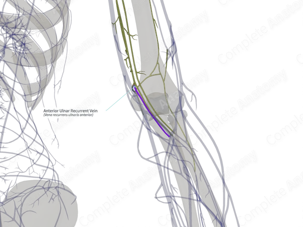 Anterior Ulnar Recurrent Vein (Left)