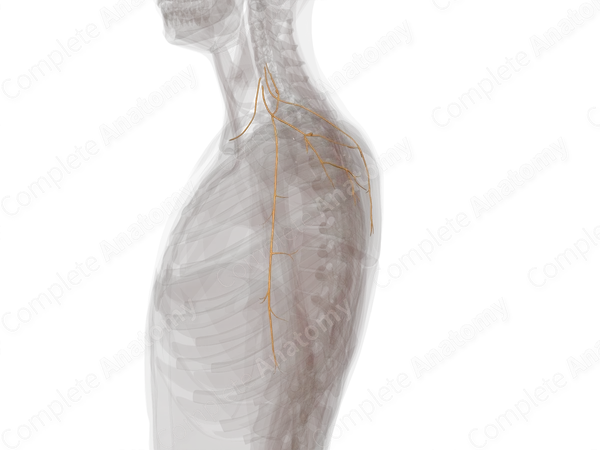 Supraclavicular Branches of Brachial Plexus (Left)