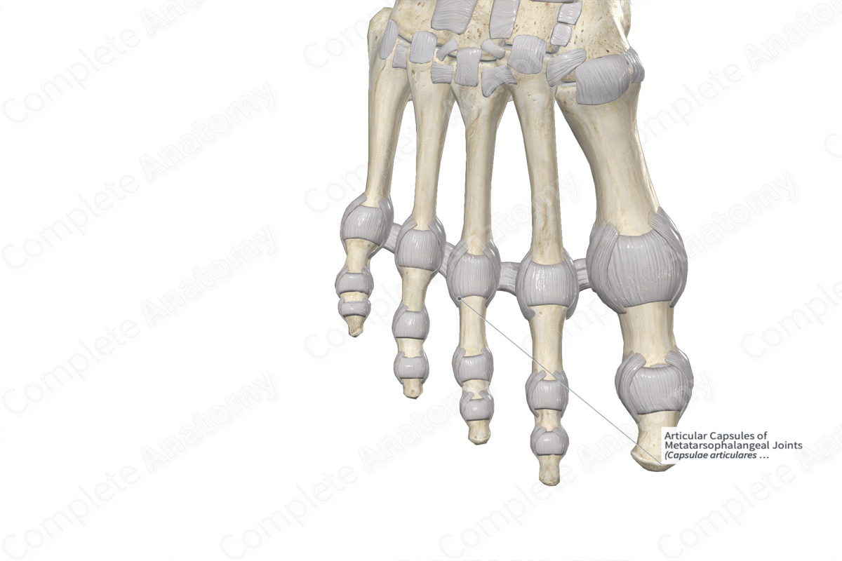 Articular Capsules of Metatarsophalangeal Joints 