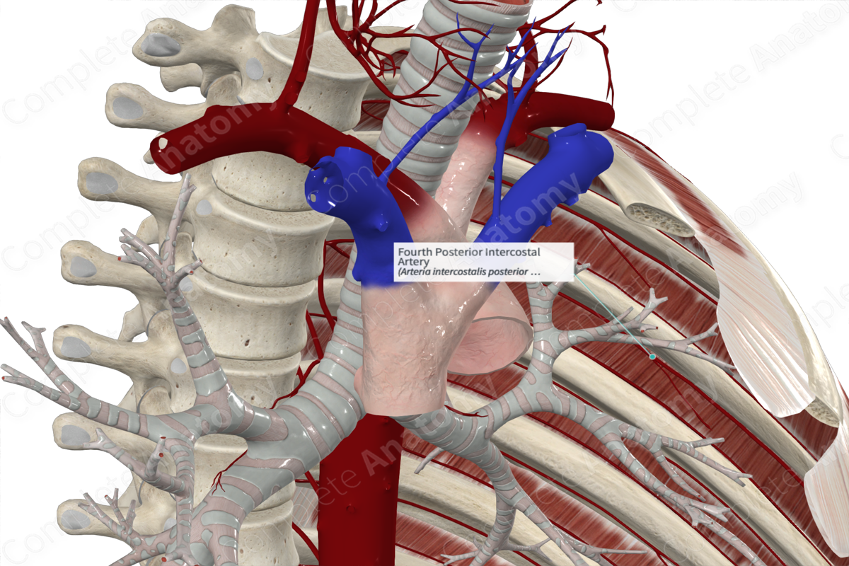 Fourth Posterior Intercostal Artery 