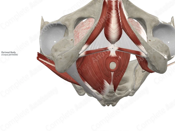 Perineal Body