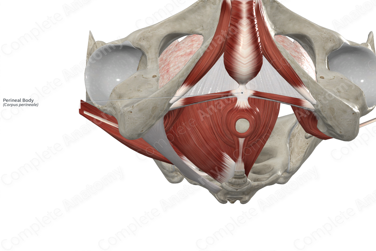 Perineal Body