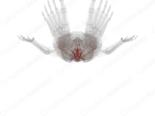 Arteries of Back