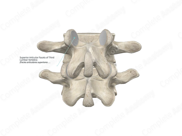Superior Articular Facets of Third Lumbar Vertebra
