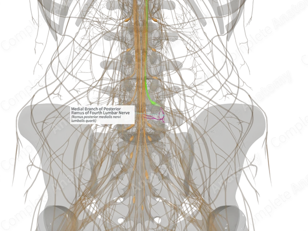 Medial Branch of Posterior Ramus of Fourth Lumbar Nerve (Left)
