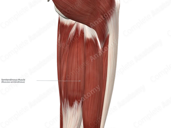 Semitendinosus Muscle
