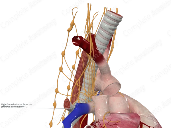 Right Superior Lobar Bronchus