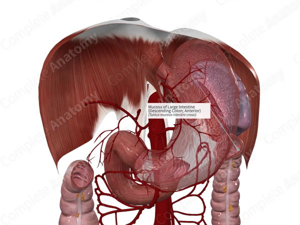 Mucosa of Large Intestine (Descending Colon; Anterior)