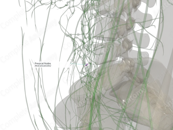 Prececal Nodes