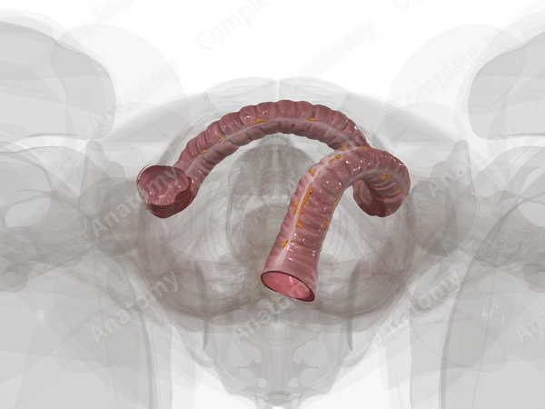 Colon