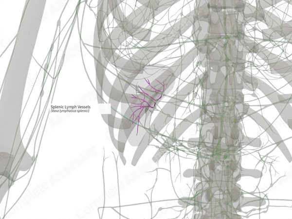 Splenic Lymph Vessels