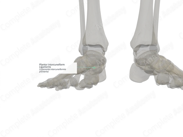 Plantar Intercuneiform Ligaments (Left)
