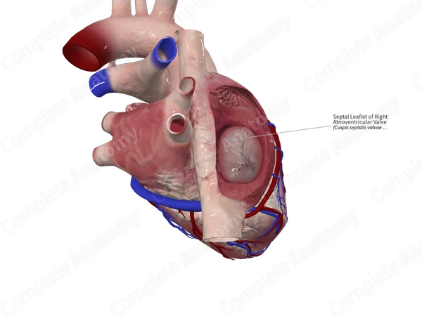 Septal Leaflet of Right Atrioventricular Valve