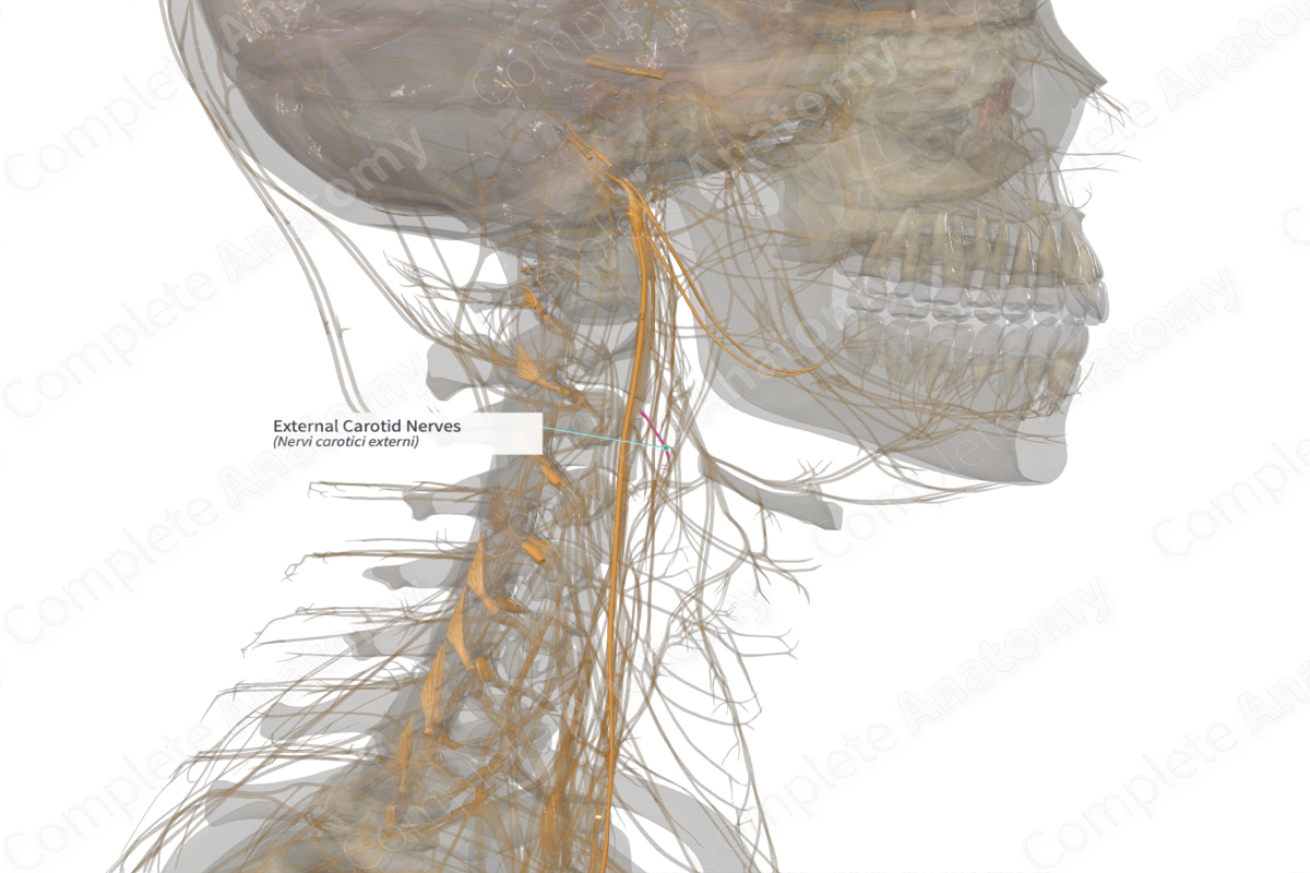 External Carotid Nerves (Right)