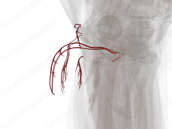 Arteries of Male External Genitalia