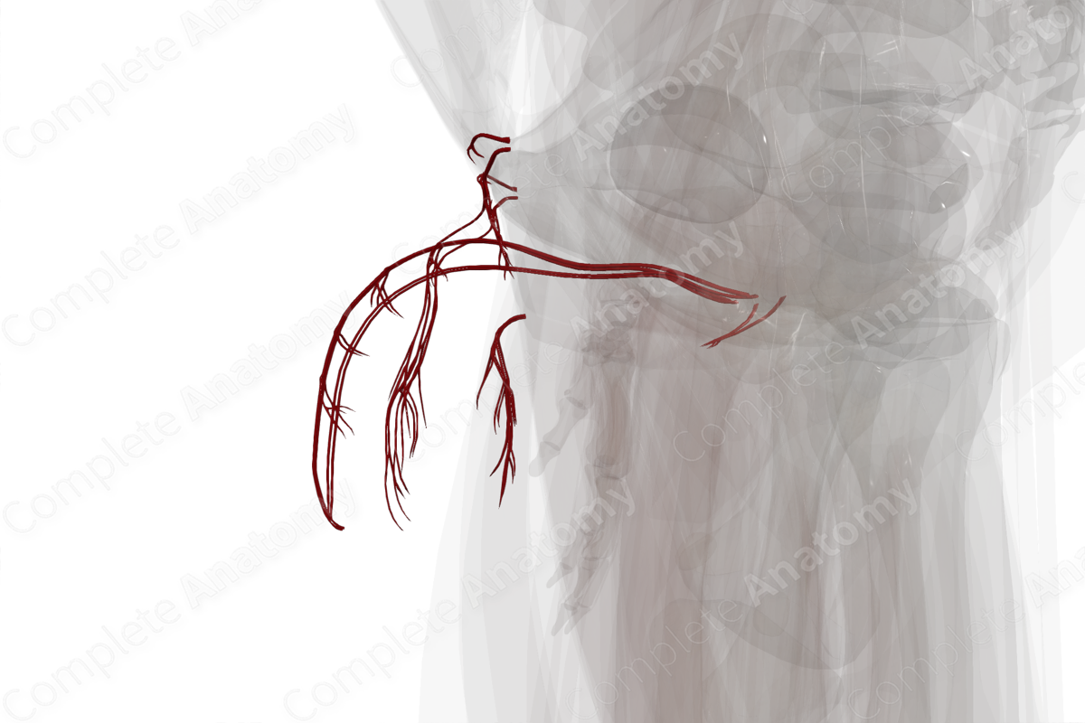 Arteries of Male External Genitalia