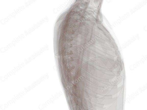 Spinal Ganglia of Thoracic Nerves (Left)