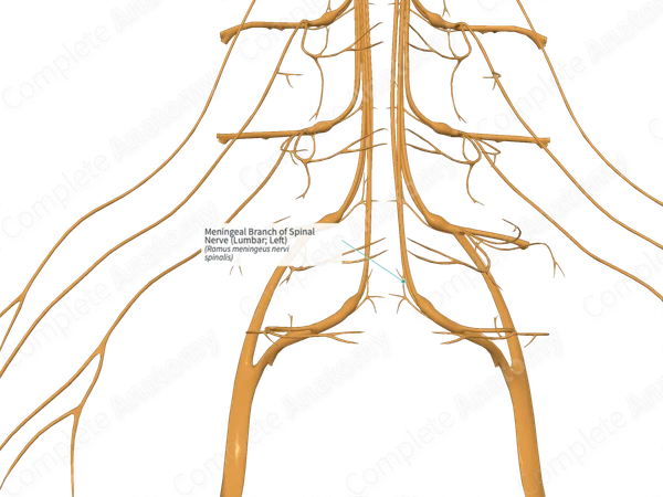 Meningeal Branch of Spinal Nerve (Lumbar; Left)