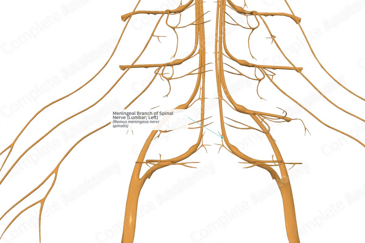 Meningeal Branch of Spinal Nerve (Lumbar; Left)
