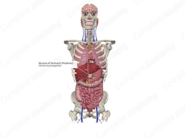 Mucosa of Stomach (Posterior)