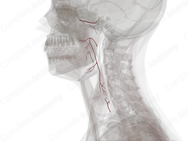 Arteries of Pharynx (Left)