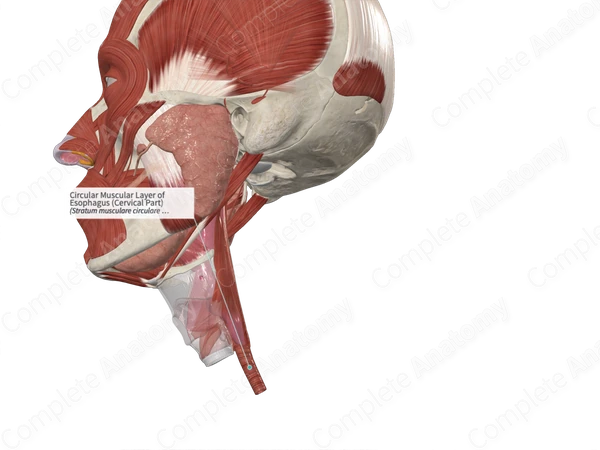 Circular Muscular Layer of Esophagus (Cervical Part)