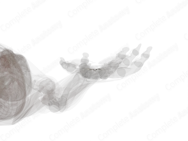 Palmar Radiocarpal Ligament (Left)