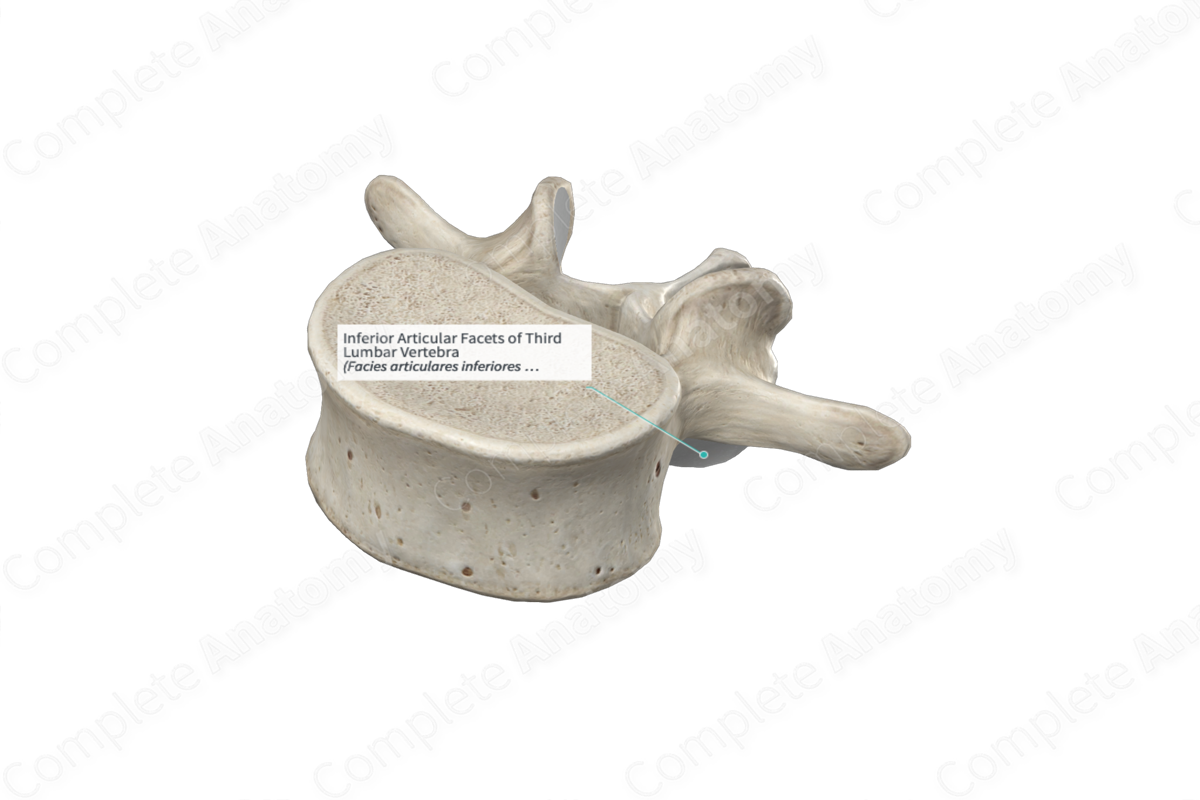 Inferior Articular Facets of Third Lumbar Vertebra