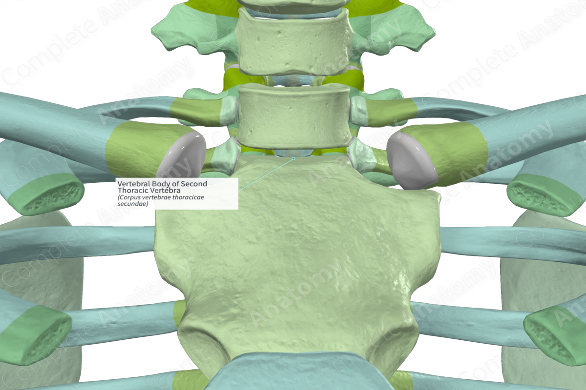 Vertebral Body of Second Thoracic Vertebra